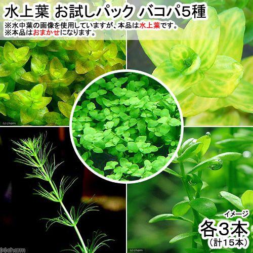 水草 メーカー包装済 水上葉 お試しパック バコパ５種 各３本 無農薬 北海道航空便要保温1 160円 計１５本 １パック分