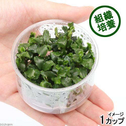 チャーム（charm） （水草）組織培養 ブセファランドラsp．グリーン