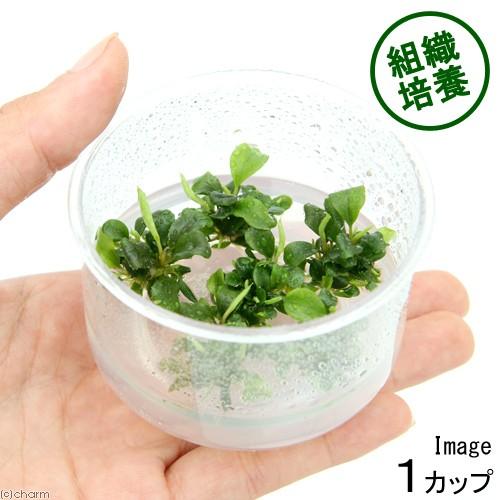 チャーム（charm） （水草）組織培養 ブセファランドラsp．グリーン