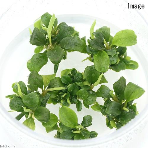 チャーム（charm） （水草）組織培養 ブセファランドラsp．グリーン