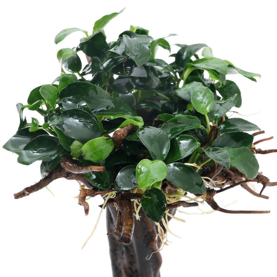 水草 アヌビアスナナ プチ 付き 盆栽流木ｓ １本 チャーム Charm Paypayモール店 通販 Paypayモール