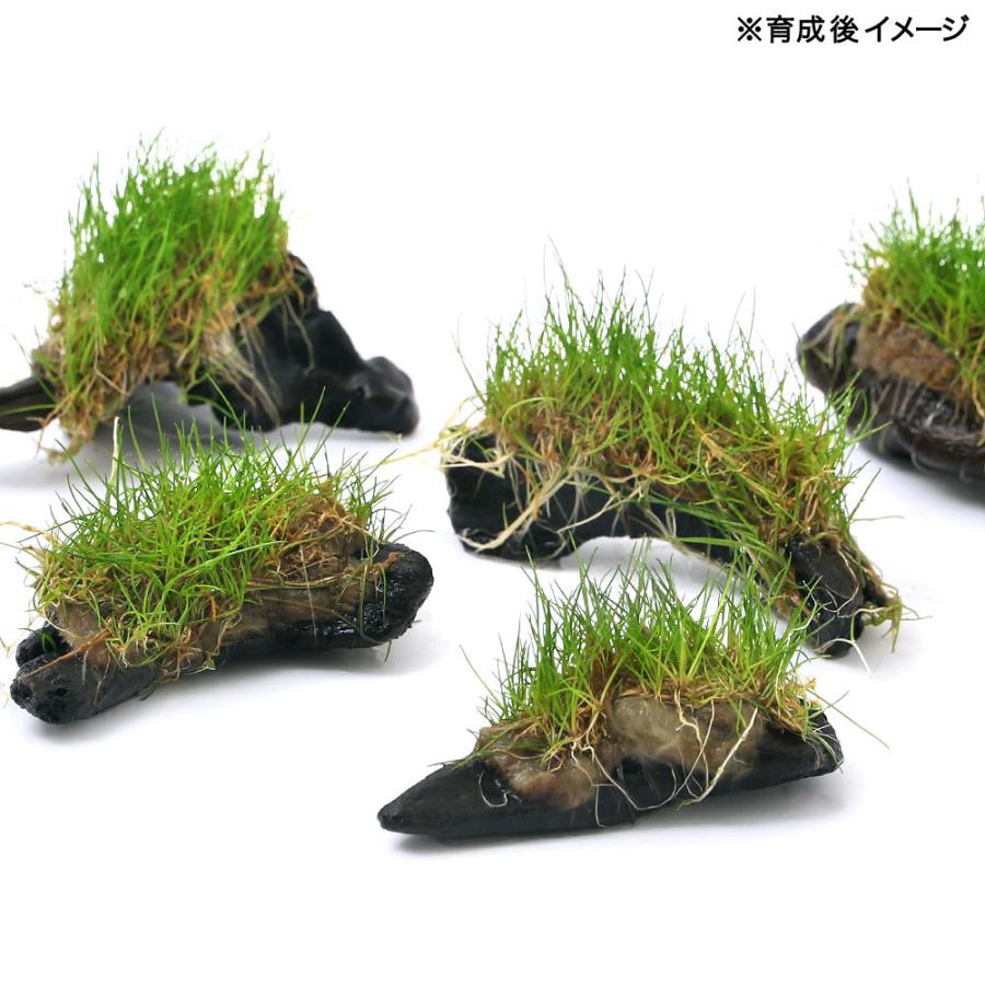 水草 巻きたて ロックウール付 ヘアーグラスショート ミニ流木 水上葉 無農薬 １本 北海道航空便要保温 チャーム Charm ヤフー店 通販 Yahoo ショッピング