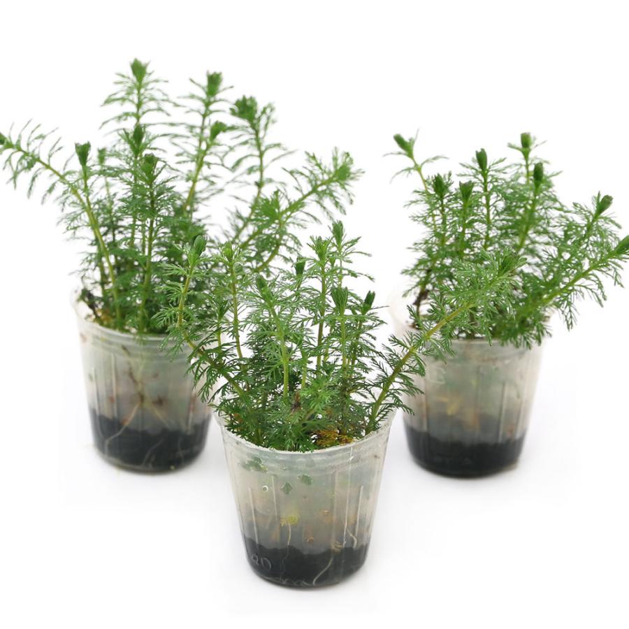 水草 発根済ポット 植えるくん ミリオフィラム エラチノイデス 水上葉 無農薬 １ポット 北海道航空便要保温 チャーム Charm Paypayモール店 通販 Paypayモール