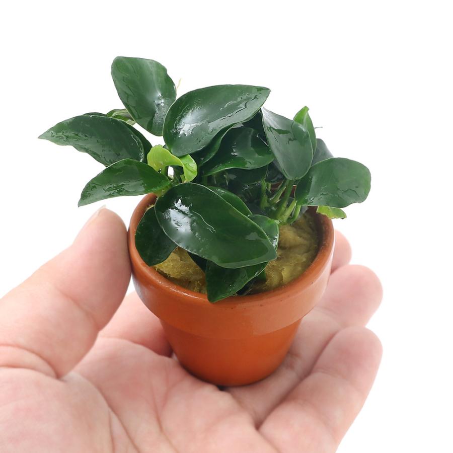 チャーム（charm） （水草）ミニ素焼き鉢 アヌビアスナナ プチ（水上葉