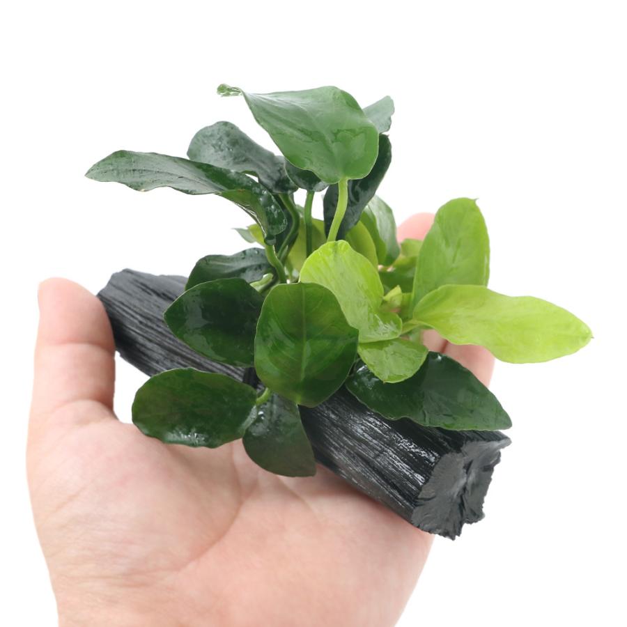 水草)アヌビアスナナ&ゴールデン 備長炭付(約10〜15cm)(水上葉)(1個) チャーム charm PayPayモール店 - 通販 - PayPayモール 水草)アヌビアスナナ&ゴールデン 備長炭付(約10〜15cm)(水上葉)(1個) チャーム charm PayPayモール店 - 通販 - PayPayモール