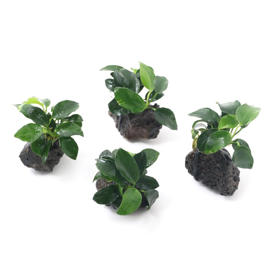 チャーム（charm） （水草）アヌビアスナナ プチ 溶岩石小粒（水上葉