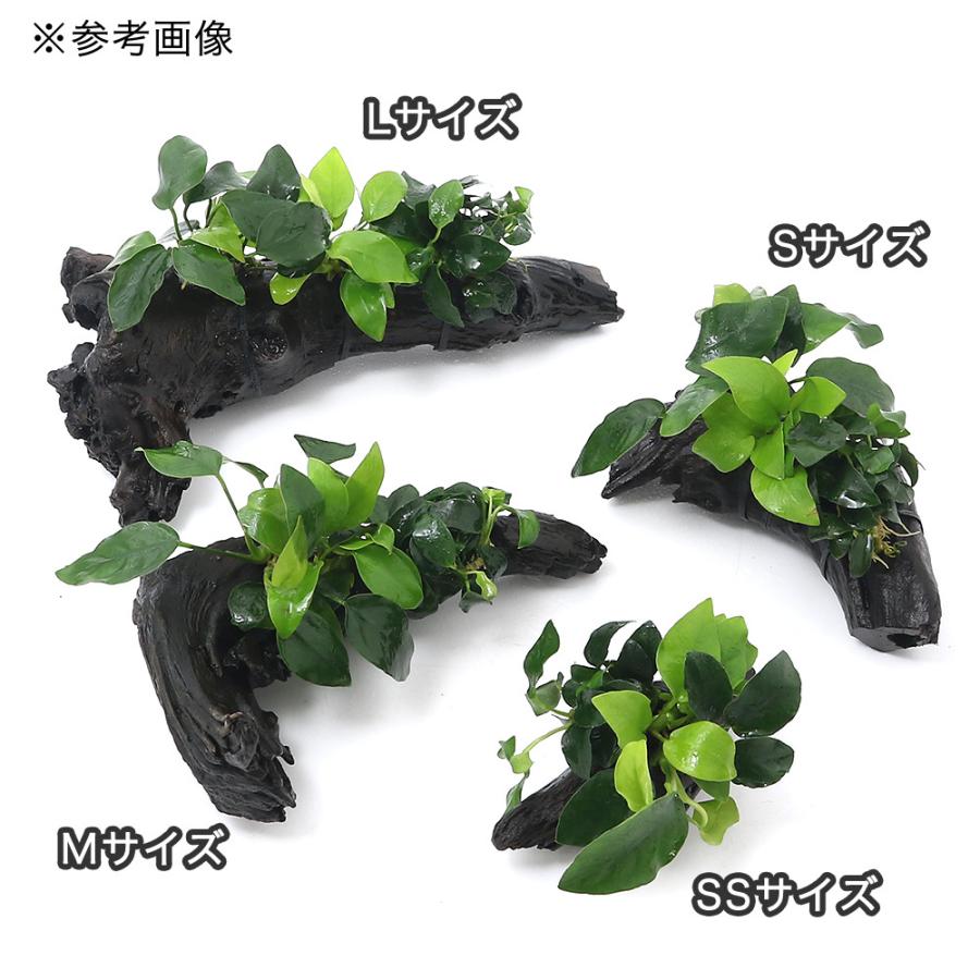 水草 アヌビアス３種 ナナ ゴールデン プチ 付流木 ｓｓサイズ 約１０ｃｍ 水上葉 １本 北海道航空便要保温 チャーム Charm ヤフー店 通販 Yahoo ショッピング