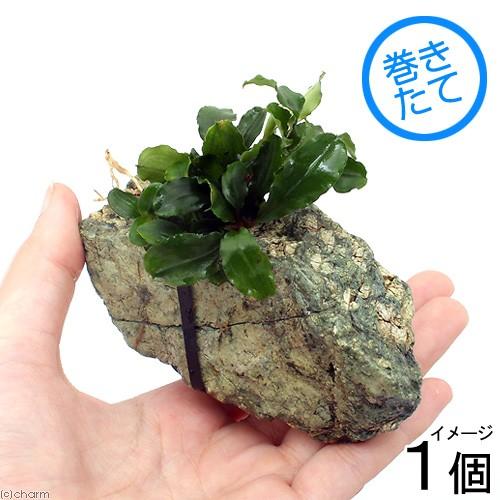 チャーム（charm） （水草）ブセファランドラsp．グリーンウェービー