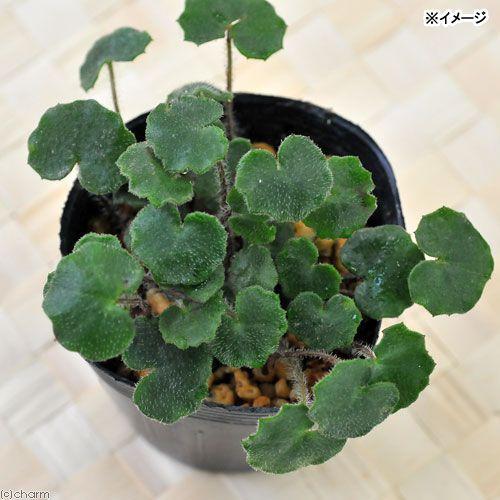 チャーム（charm） （山野草）姫ツワブキ（姫石蕗） 3号（1ポット