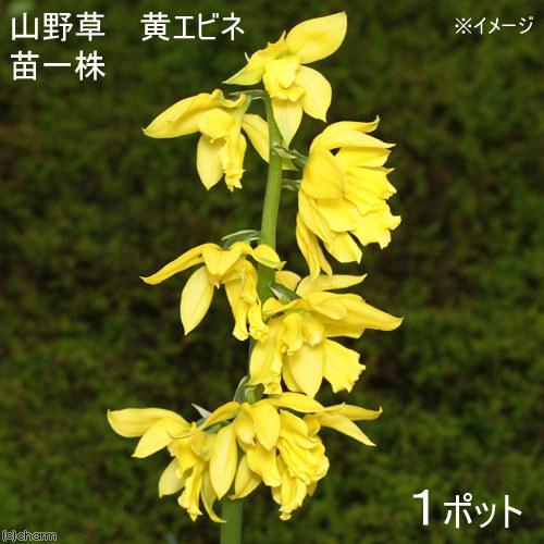 チャーム（charm） （山野草）エビネ（海老根）黄エビネ（黄海老根