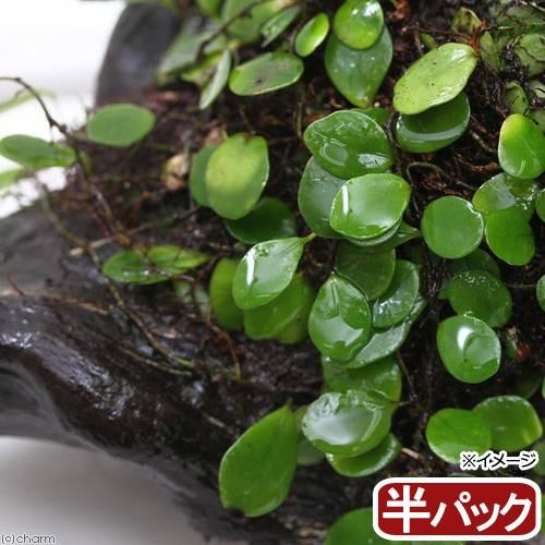 （観葉植物）テラリウム　苔　シダ（羊歯）マメヅタ　半パック（Yahoo!・チャーム charm ヤフー店）