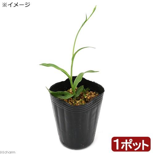 （山野草）サギソウ（鷺草）　玉竜花（ギョクリュウカ）　２．５〜３号（１ポット）｜chanet