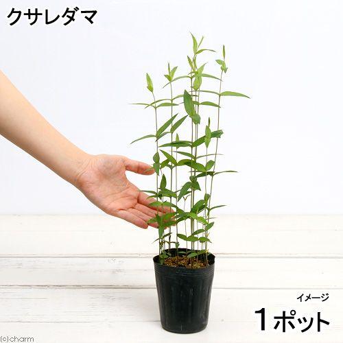（ビオトープ）水生植物　クサレダマ（１ポット）　湿性植物（Yahoo!・チャーム charm ヤフー店）