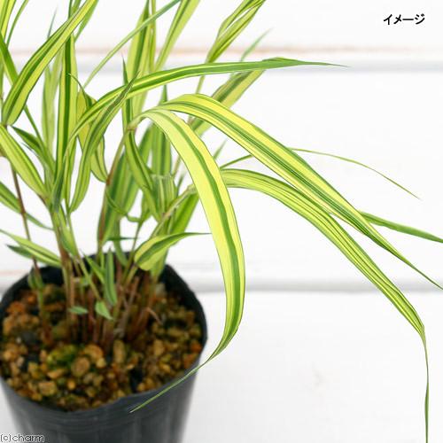 山野草 フウチソウ 楓知草 フイリフウチソウ 斑入楓知草 ２ ５号 １ポット 休眠株 850円 花 ガーデニング