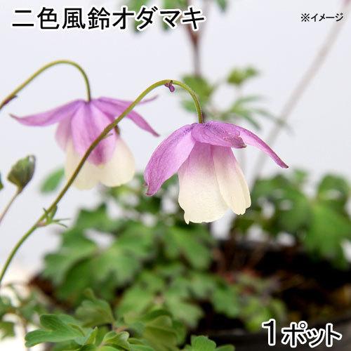 山野草 二色風鈴オダマキ ２ ５号 １ポット チャーム Charm Paypayモール店 通販 Paypayモール