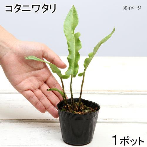 チャーム（charm） （山野草）シダ（羊歯）コタニワタリ（小谷渡り）3