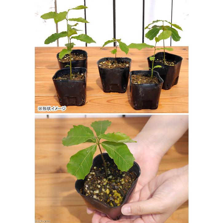 どんぐりチャーム どんぐり チャーム【パヤカ オンラインショップ】