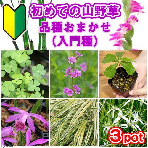 山野草 初めての山野草 品種おまかせ 入門種 新作販売 ３ポット