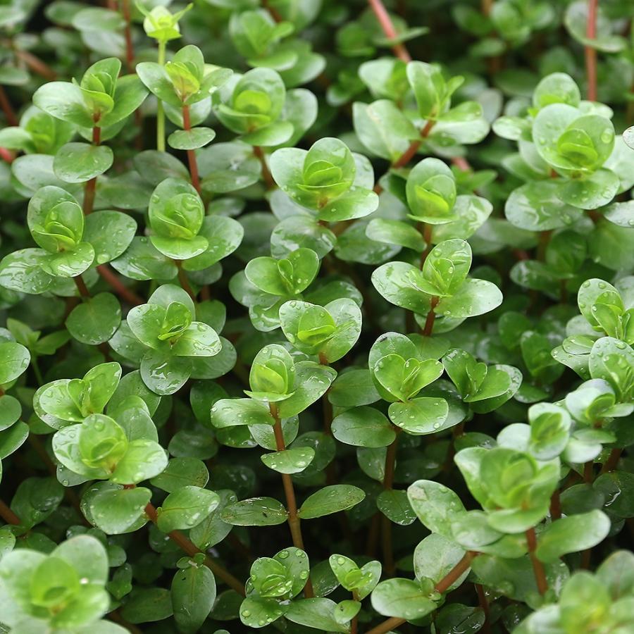 水草 ロタラ ロトンディフォリア トワイライト 水上葉 無農薬 １０本 チャーム Charm Paypayモール店 通販 Paypayモール