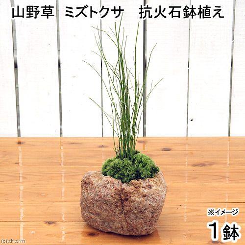 チャーム（charm） （山野草）苔盆栽 抗火石鉢植え ミズトクサ（1鉢