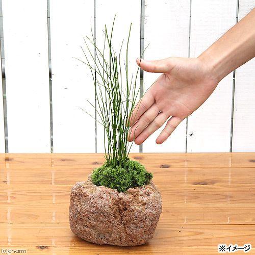 （山野草）苔盆栽　抗火石鉢植え　ミズトクサ（１鉢）｜chanet｜03