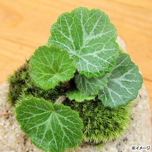 チャーム（charm） （山野草）苔盆栽 抗火石鉢植え ユキノシタ （1鉢