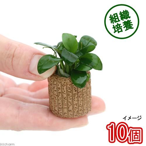 （水草）★組織培養★　ライフマルチ（茶）アヌビアスナナ（無農薬）（１０個）