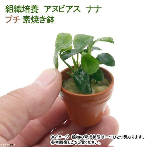 水草 プチ素焼き鉢 1 010円 アヌビアスナナ 無農薬 組織培養 １鉢 激安特価 組織培養