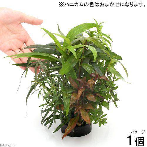 大特価 水草 ハニカムシェルター 寄せ植えミックス 水上葉 大型水槽向け 無農薬 １個