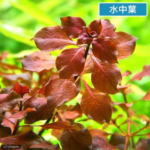 水草）ルドウィジアsp．スーパーレッド（水上葉）（無農薬）（12本