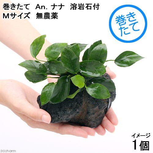 チャーム（charm） （水草）アヌビアスナナ 溶岩石 Mサイズ（約