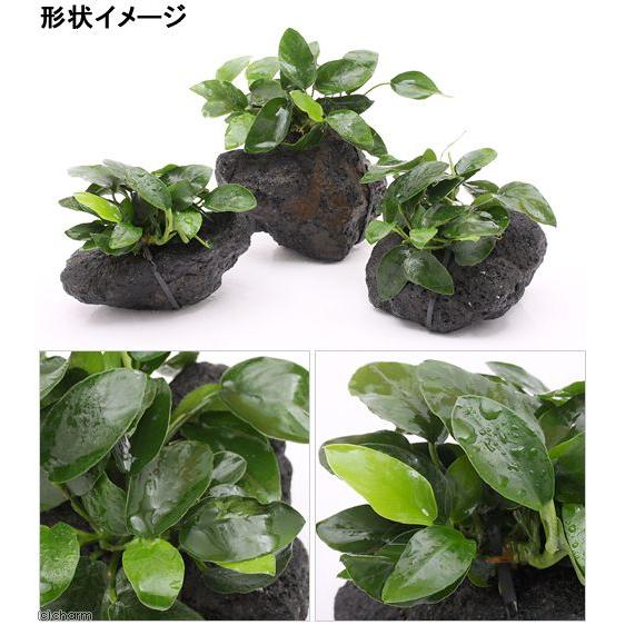 チャーム（charm） （水草）アヌビアスナナ 溶岩石 Mサイズ（約