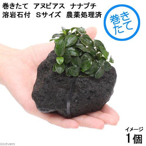 チャーム（charm） （水草）アヌビアスナナ プチ 溶岩石 Sサイズ（約