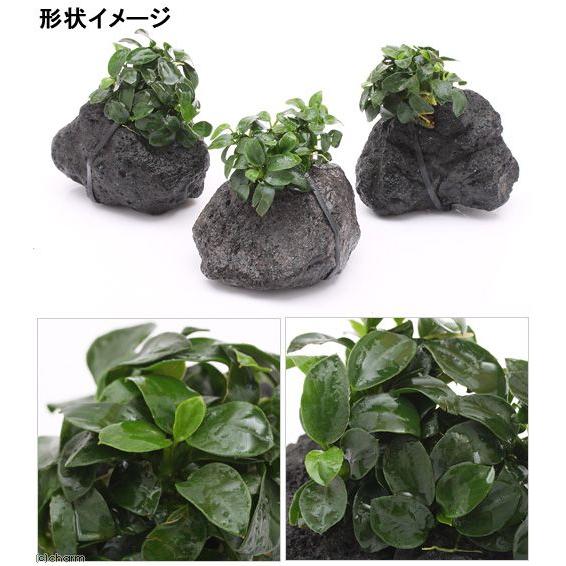 チャーム（charm） （水草）アヌビアスナナ プチ 溶岩石 Sサイズ（約