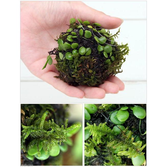 チャーム（charm） （盆栽）ミニ苔玉 吊るし玉 マメヅタ （1個