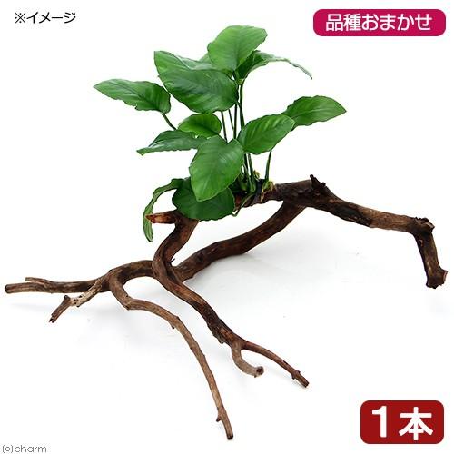 （水草）おまかせアヌビアス　枝状流木付　Ｍサイズ（１本）（２０ｃｍ〜）｜chanet