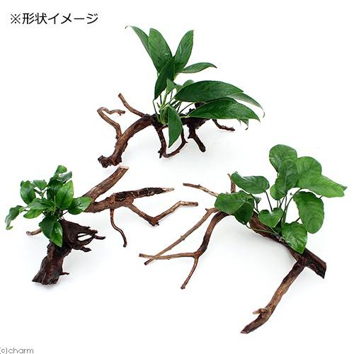 チャーム（charm） （水草）おまかせアヌビアス 枝状流木付 Mサイズ
