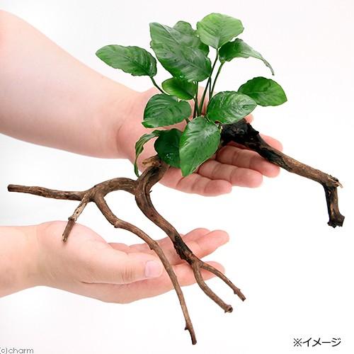 チャーム（charm） （水草）おまかせアヌビアス 枝状流木付 Mサイズ