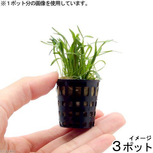 人気急上昇 水草 ミニポット コブラグラス 水上葉 無農薬 ３ポット