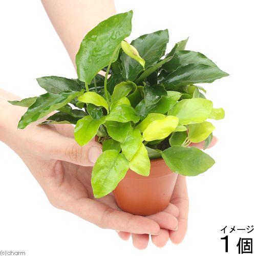 702円 爆売り 水草 素焼き鉢 寄せ植えミックス ｖｅｒ 小型アヌビアス ミックス １個