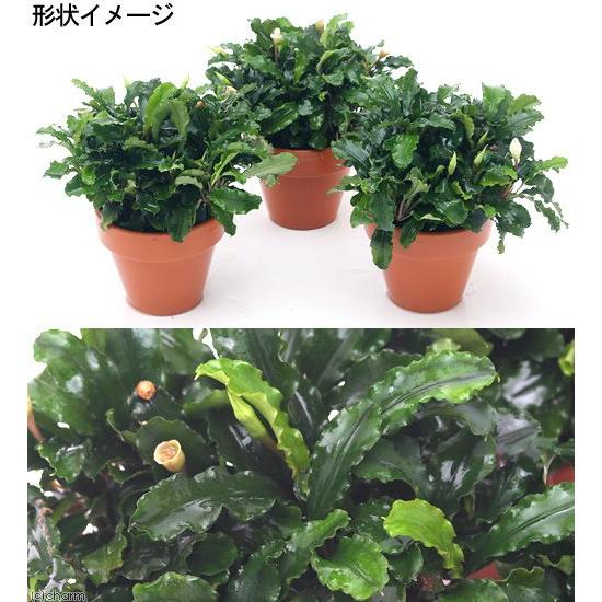 水草 素焼き鉢 ブセファランドラｓｐ グリーンウェービー インボイス 水上葉 １個 北海道航空便要保温 チャーム Charm Paypayモール店 通販 Paypayモール