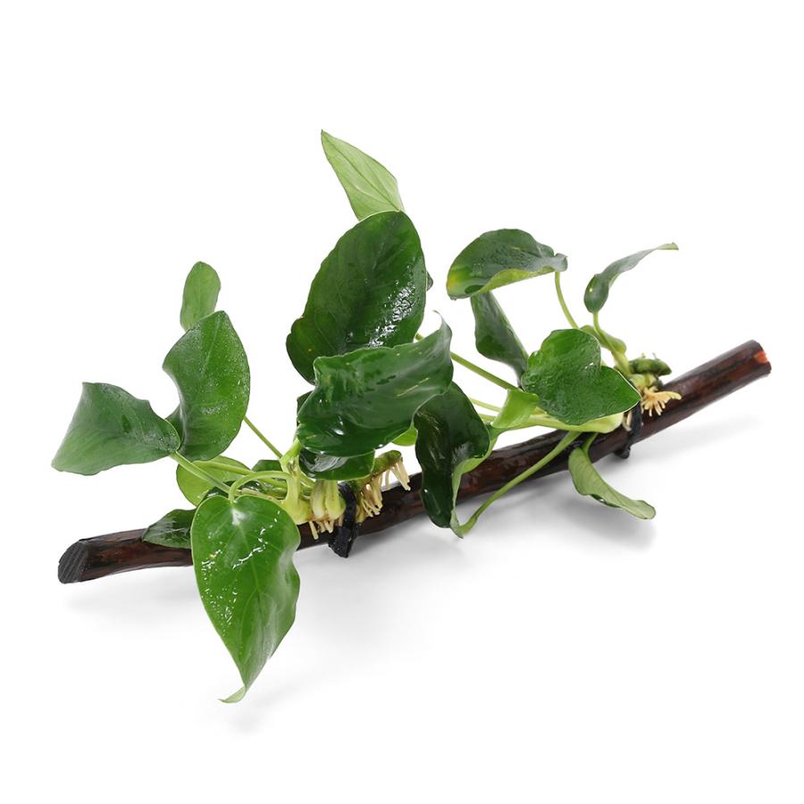 チャーム（charm） （水草）アヌビアスナナ スティック流木 Mサイズ