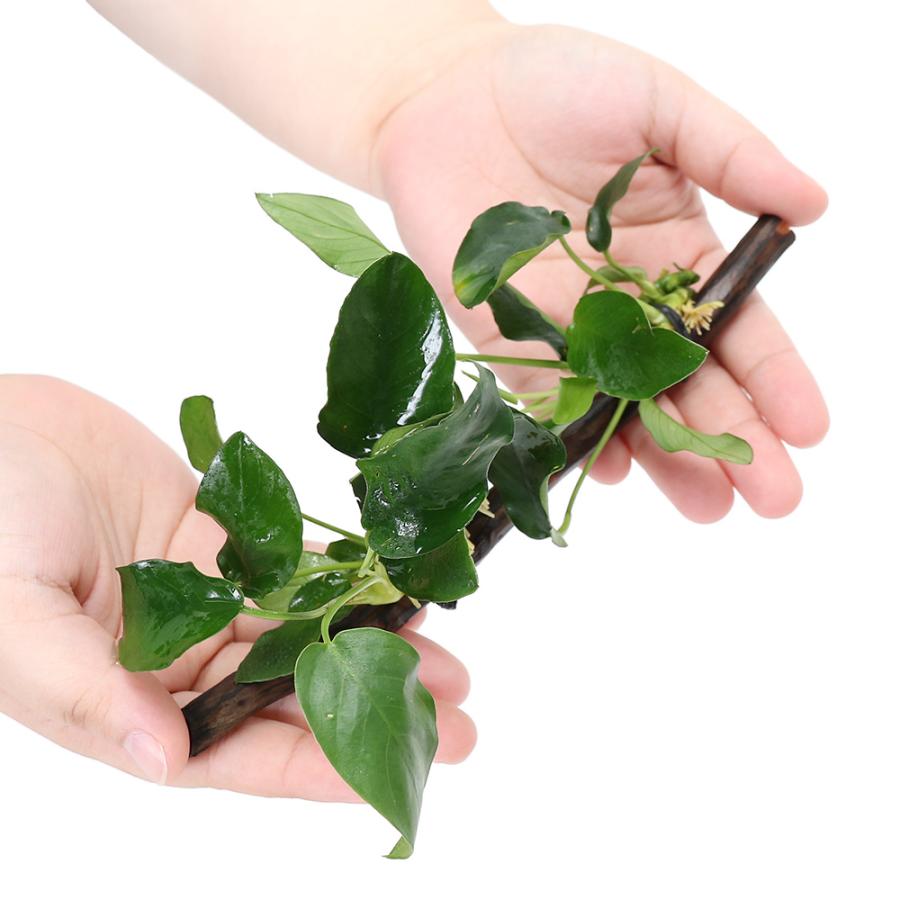 チャーム（ペット） （水草）アヌビアスナナ スティック流木 M