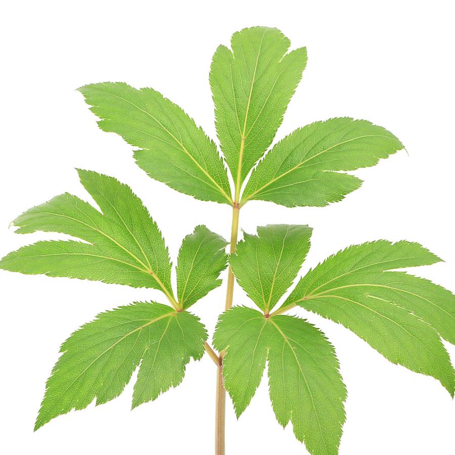 山野草 山菜 アシタバ 明日葉 ３号 １ポット 家庭菜園