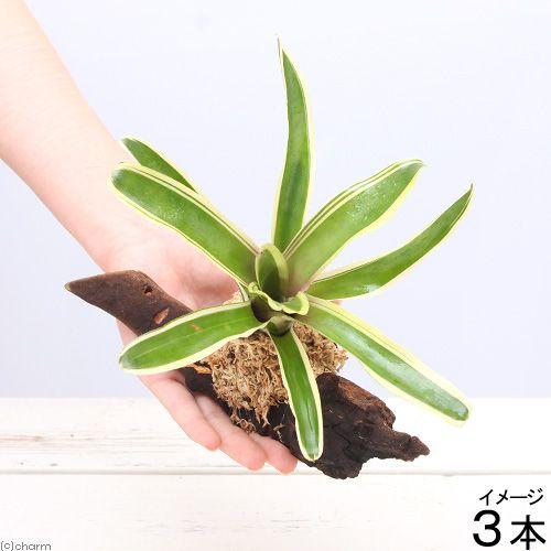 （観葉植物）テラリウム向け　ネオレゲリア　流木付　小（約１５ｃｍ）（３本）　ブロメリア｜chanet