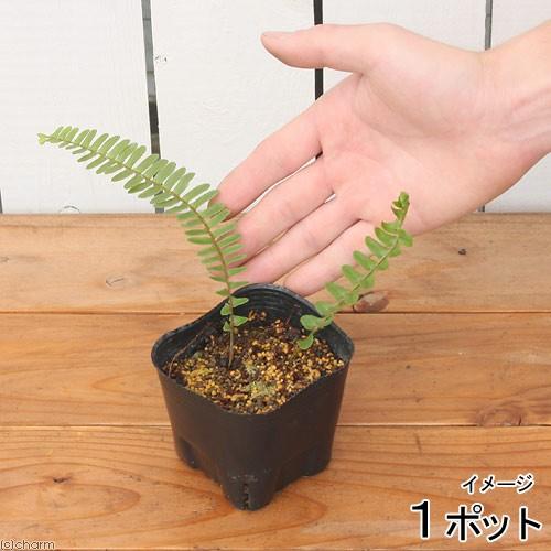 チャーム（charm） （山野草）シダ（羊歯）タマシダ（玉羊歯）3号（1