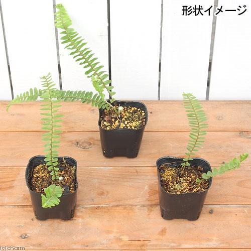 チャーム（charm） （山野草）シダ（羊歯）タマシダ（玉羊歯）3号（1