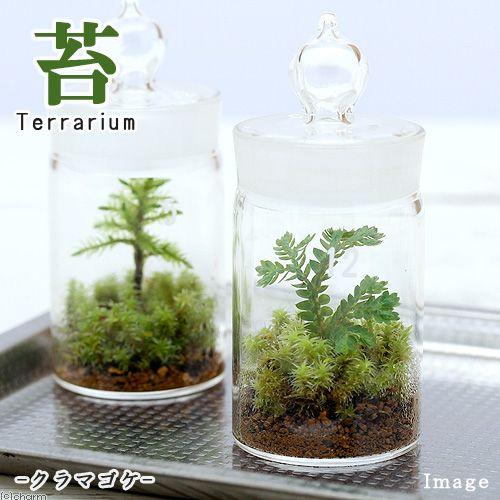 チャーム（charm） （観葉植物）苔テラリウム クラマゴケ ガラスボトル