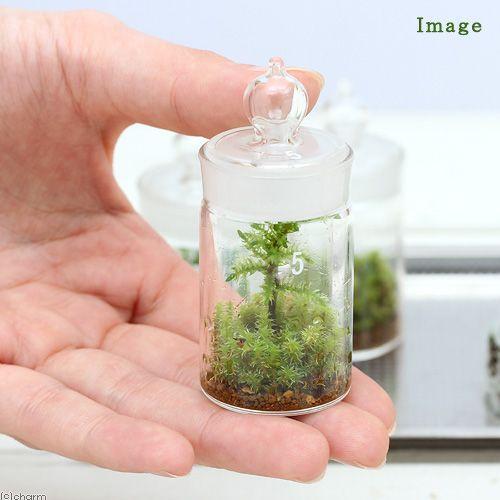 チャーム（charm） （観葉植物）苔テラリウム コウヤノマンネングサ