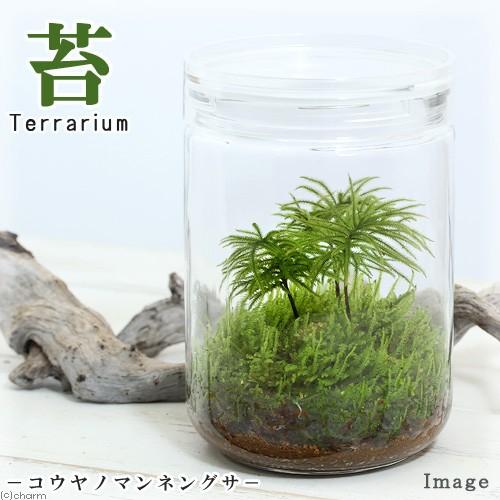 （観葉植物）苔テラリウム　コウヤノマンネングサ　ガラスボトルＬ　説明書付　コケテラリウム　苔テラ　コケテラ　苔　インテリア｜chanet